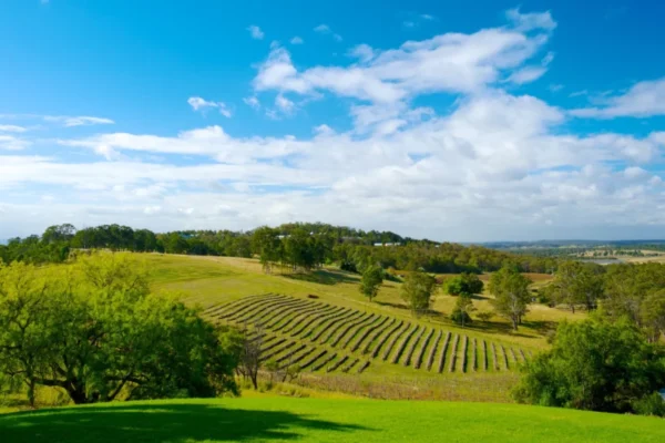 45042-Audrey-Wilkinson-Vineyard