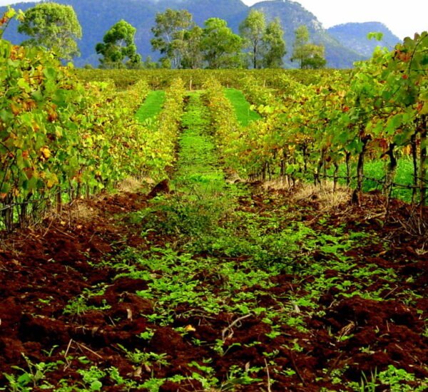 Hunter_Valley_Means_Vineyards