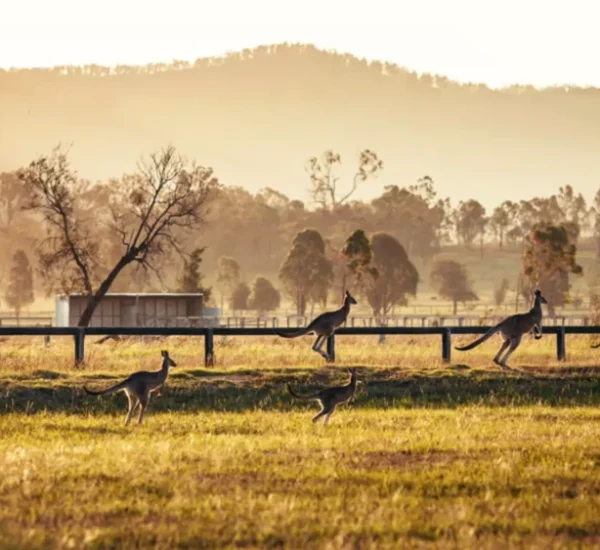 hunter valley aus