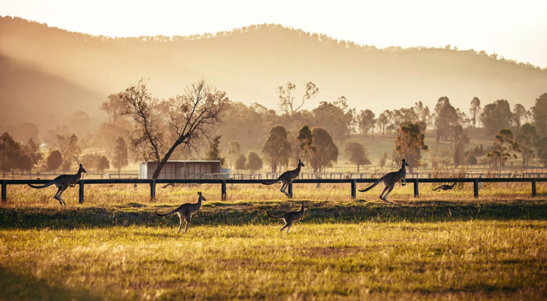 hunter valley aus